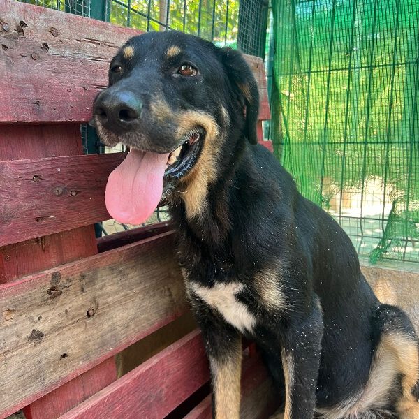 k-arena (2) k-arena (2)