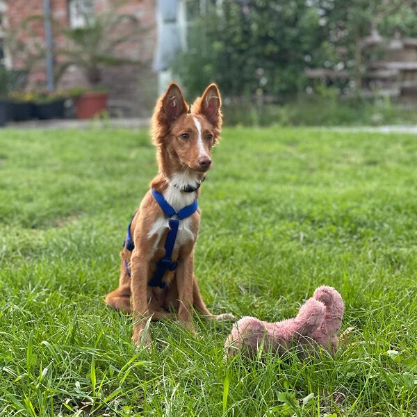 k-zorrita (3) k-zorrita (3)