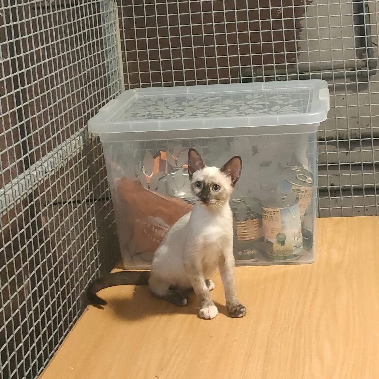 k-beauty (7) k-beauty (7)