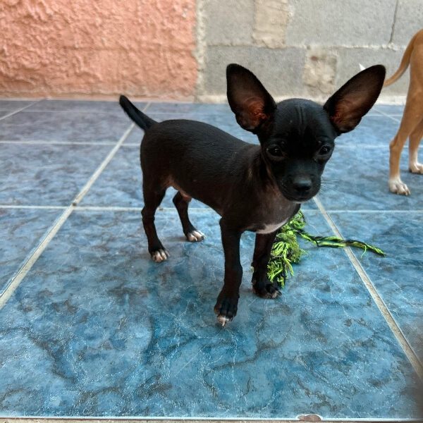 k-salchi (5) k-salchi (5)