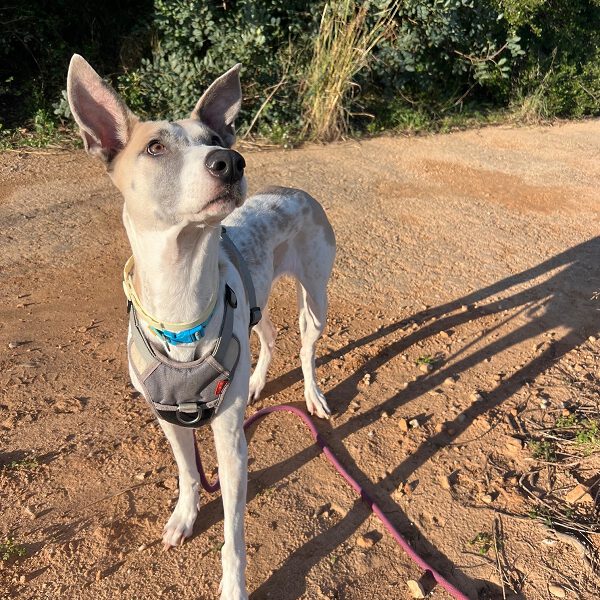 k-salsa (2) k-salsa (2)