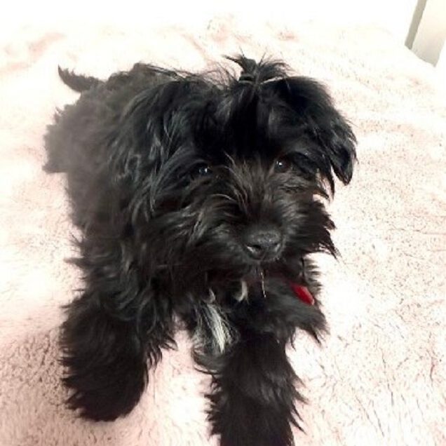 k-cherry (11) k-cherry (11)