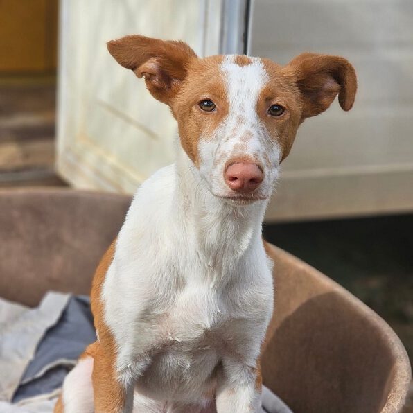 k-nigel (1) k-nigel (1)