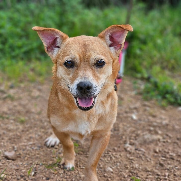 k-rosi (5) k-rosi (5)