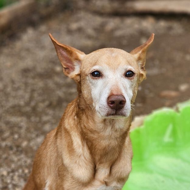 k-taro (10) k-taro (10)