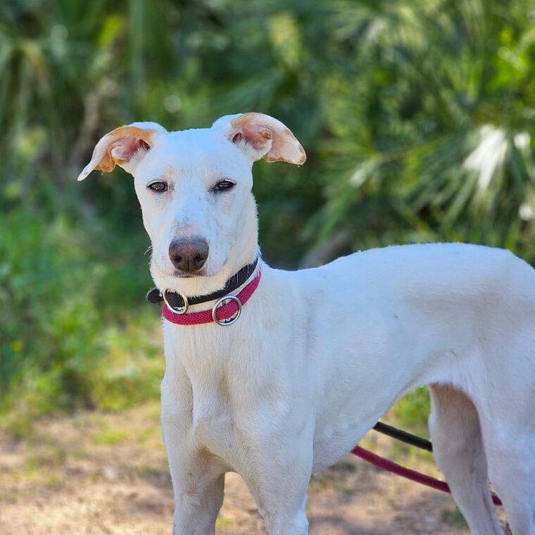 k-stella (10) k-stella (10)